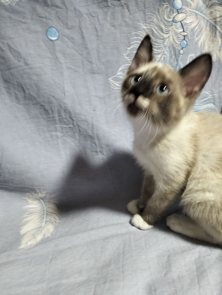 Отдам котят в добрые, ответственные руки