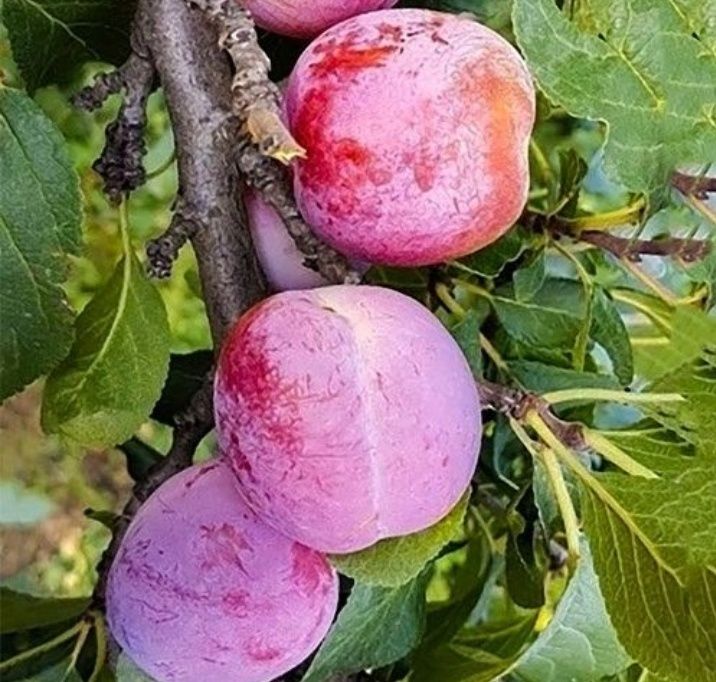 Prun (Soiul Fortune )