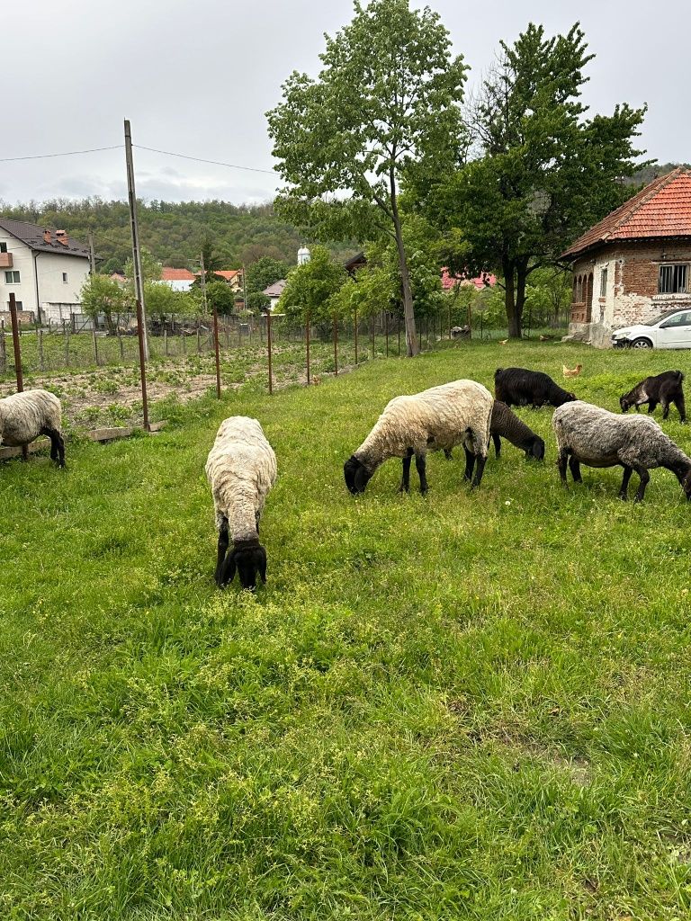 Vând oi carabas tinere