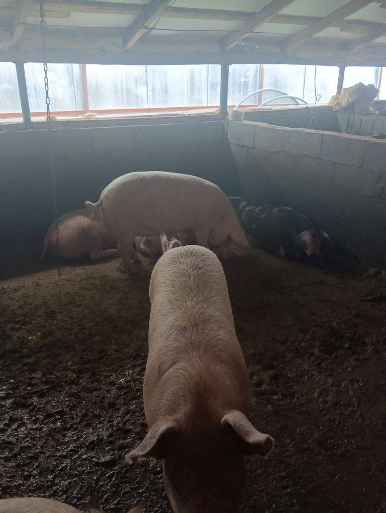 Свиньи на мясо 150 000тг