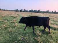 Vând vitel rasa Angus
