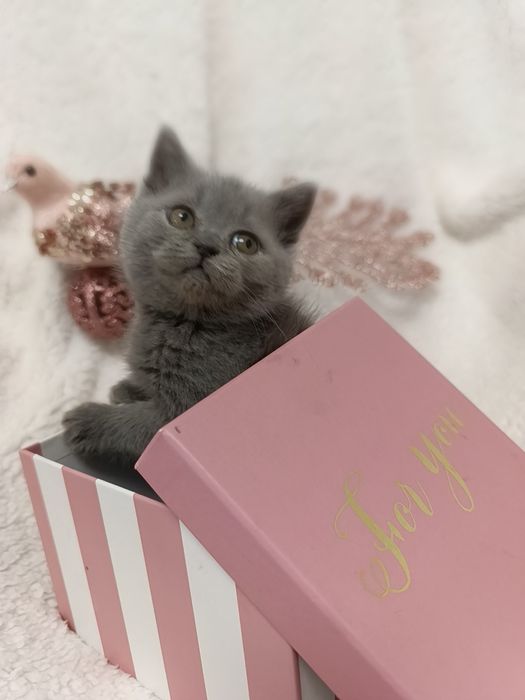 Pui fetiță British Shorthair ORADEA