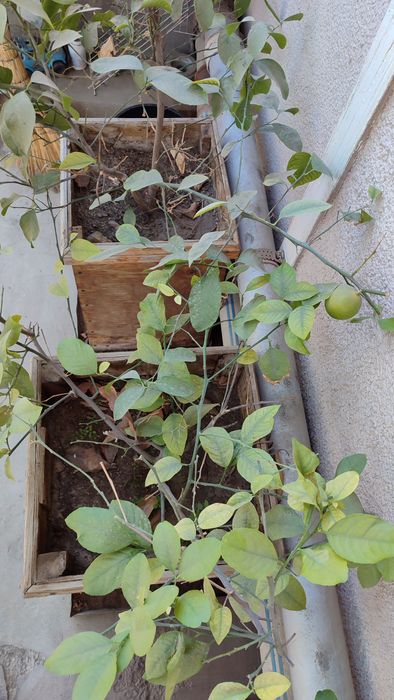 Лимонное дерево 4шт