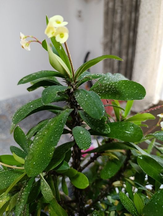 Продам комнатное растения