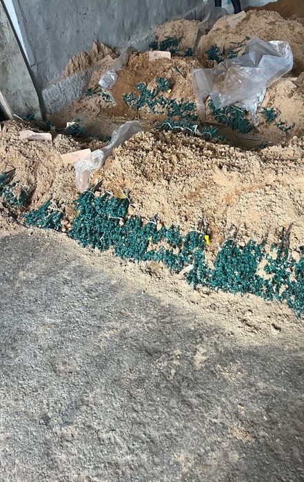 Лози и посадъчен материал