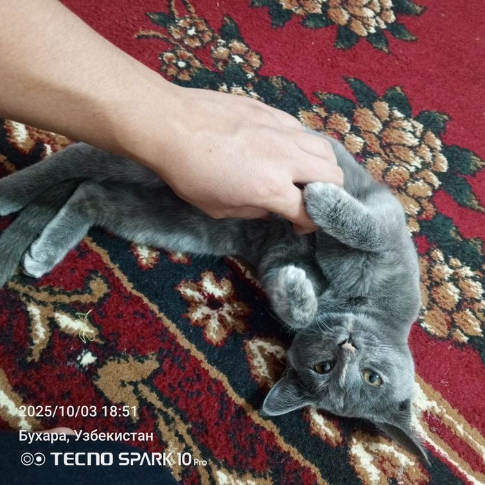 Дамашняя кошка прирученная маленкая