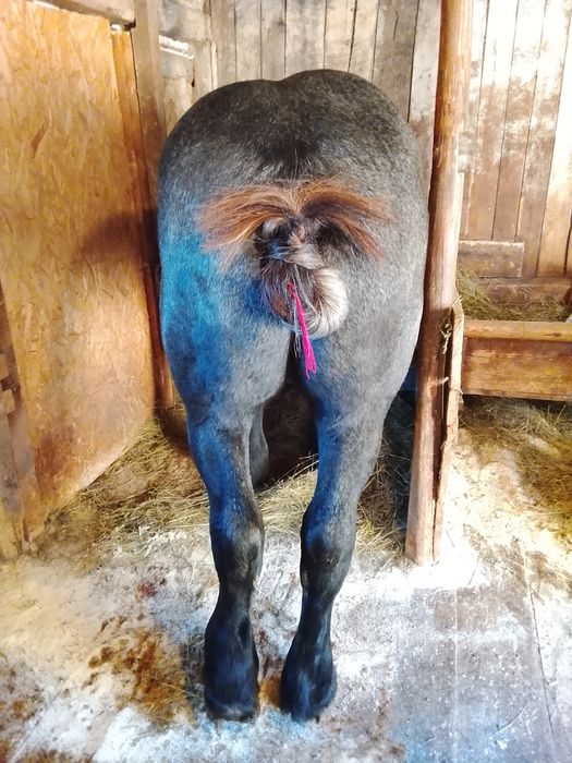 Vând mânz de un an jumate