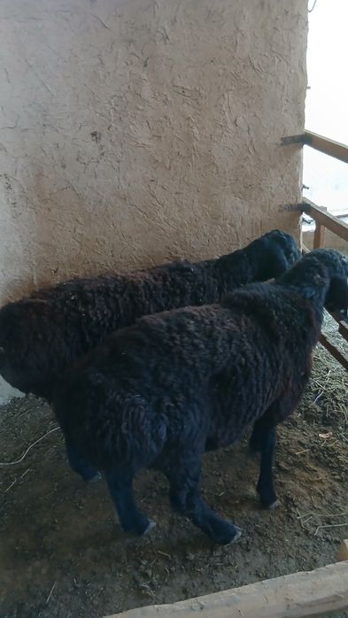 Quchqorlar sotiladi 2ta barra