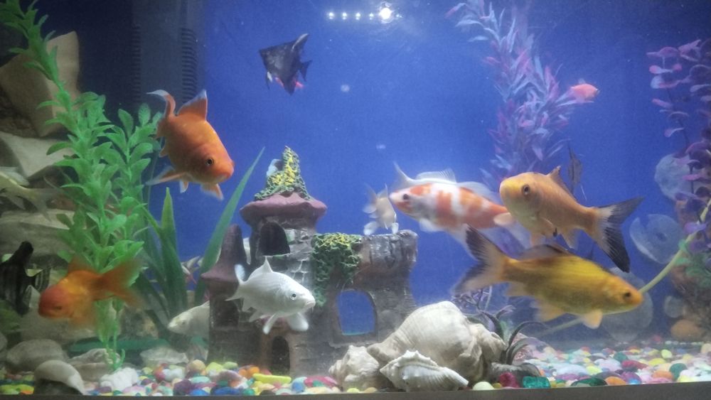 Срочна сотилади ойнаси Калин акварум