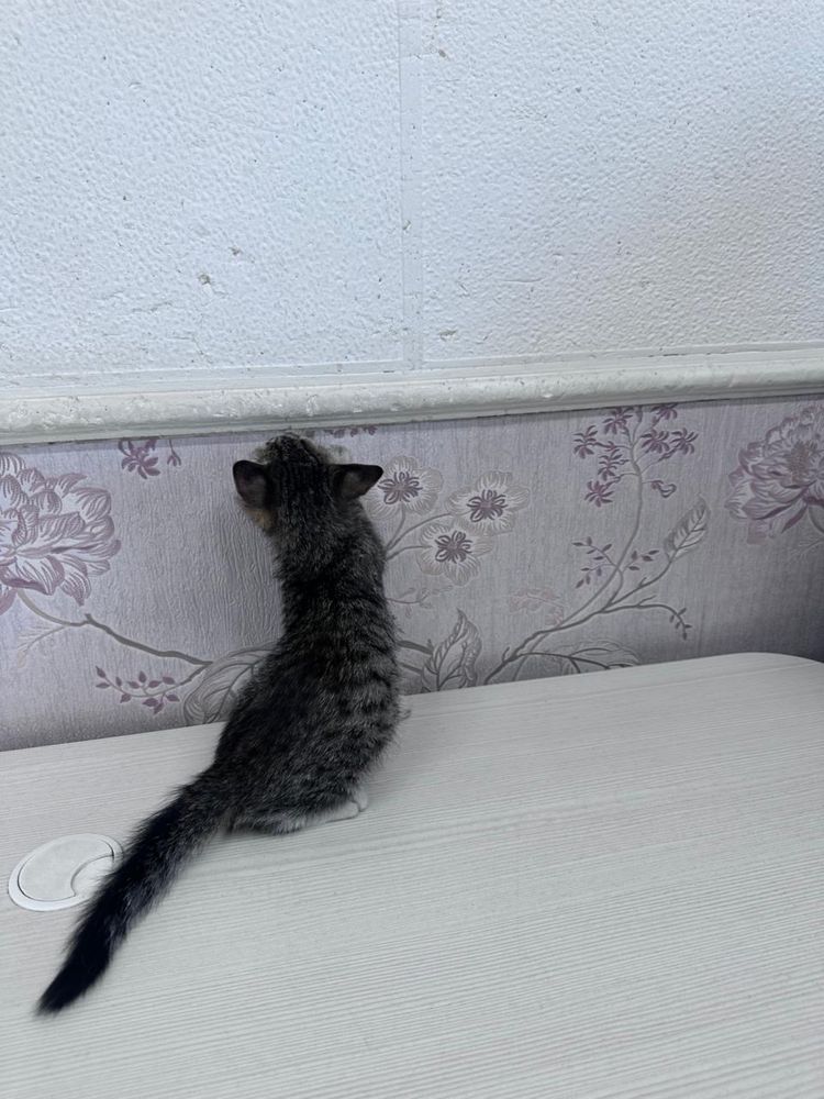 Котенок ищет дом