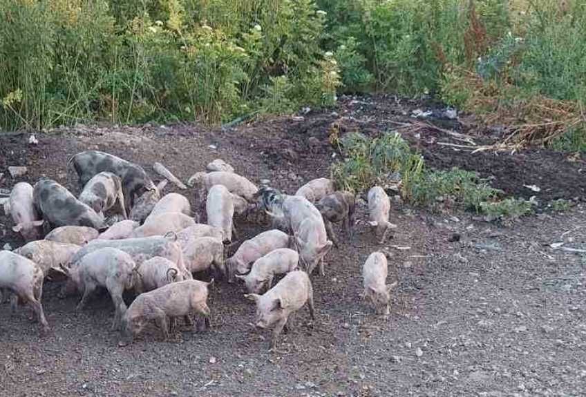 Малки щастливи прасета :)