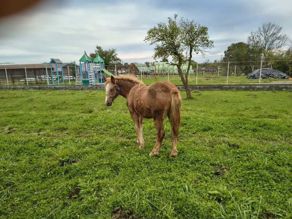 Vind mînză de 7 luni frumoasă semi greu