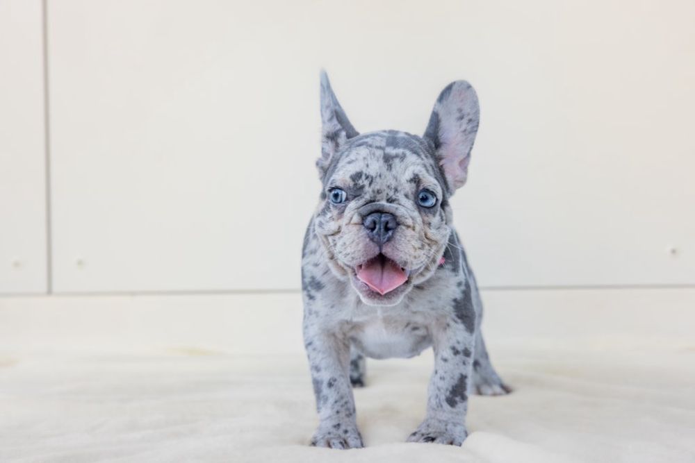 Bulldog Francez Luxurious Frenchie House