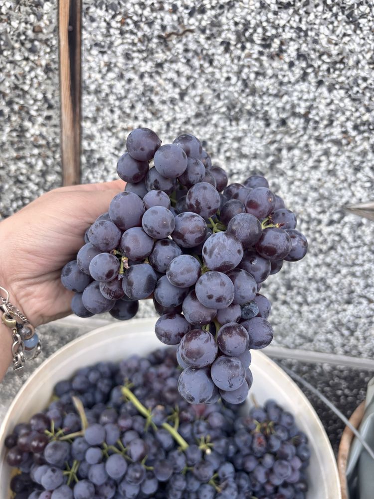 Продаваме грозде сорт Памид