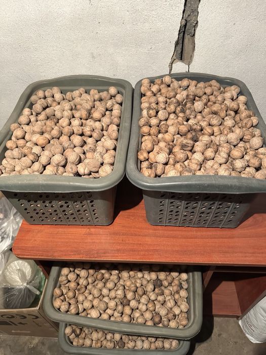 Продам грецкие орехи