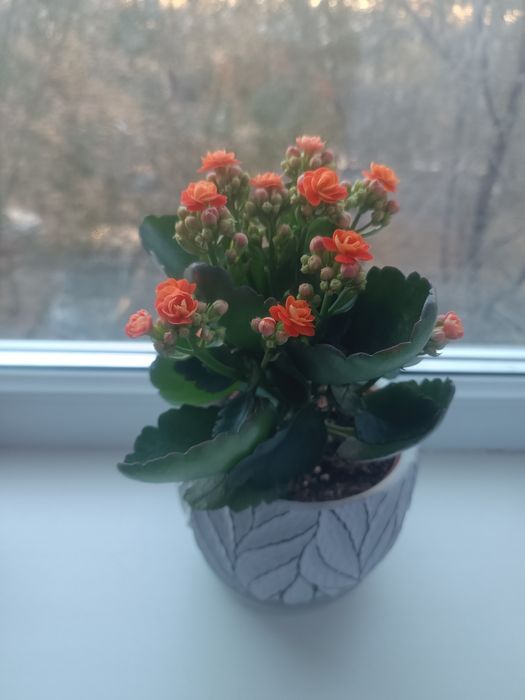 Домашние ухоженные цветы.