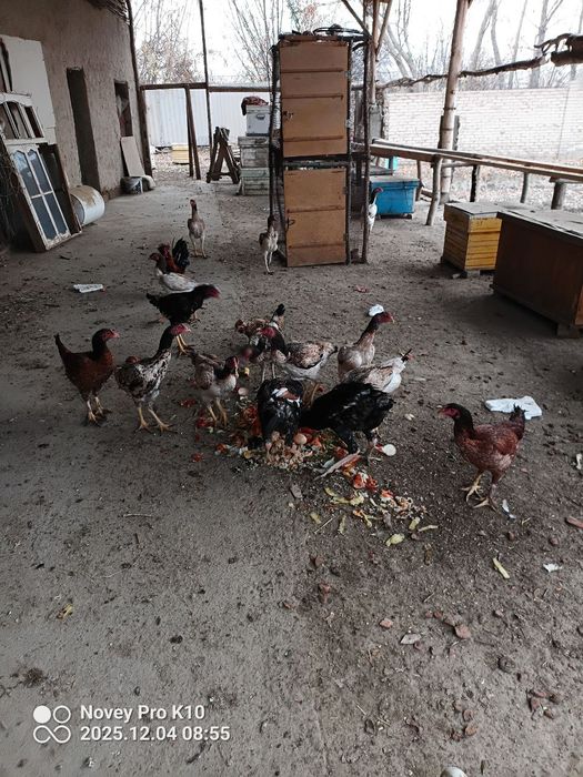 Жужала сотилади шу йилги