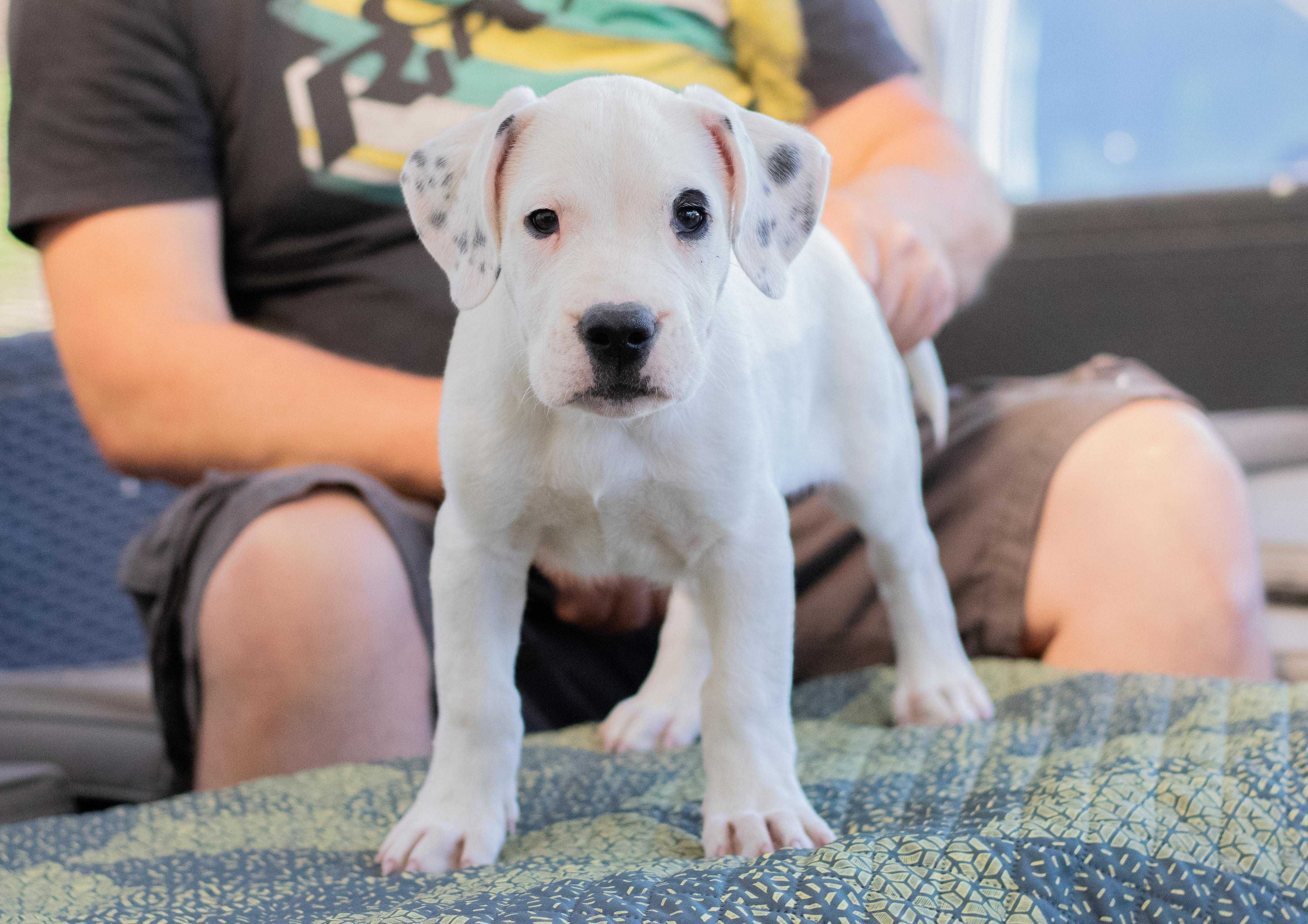 mascul dogo argentino 10 saptamani