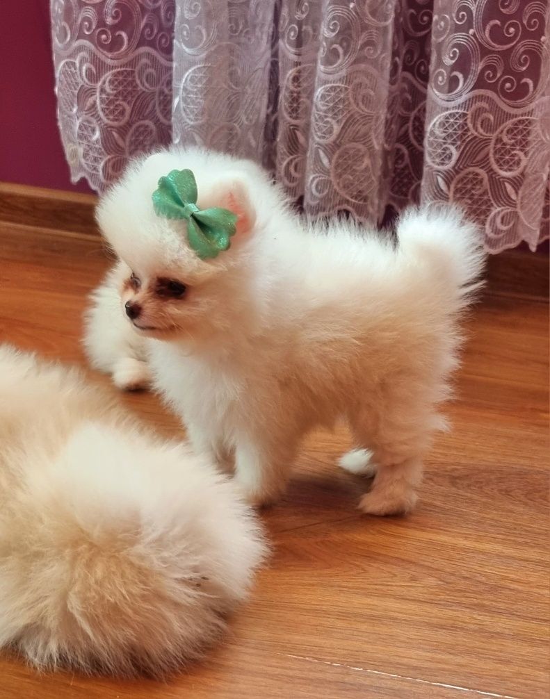 Малки померани на 2 мес