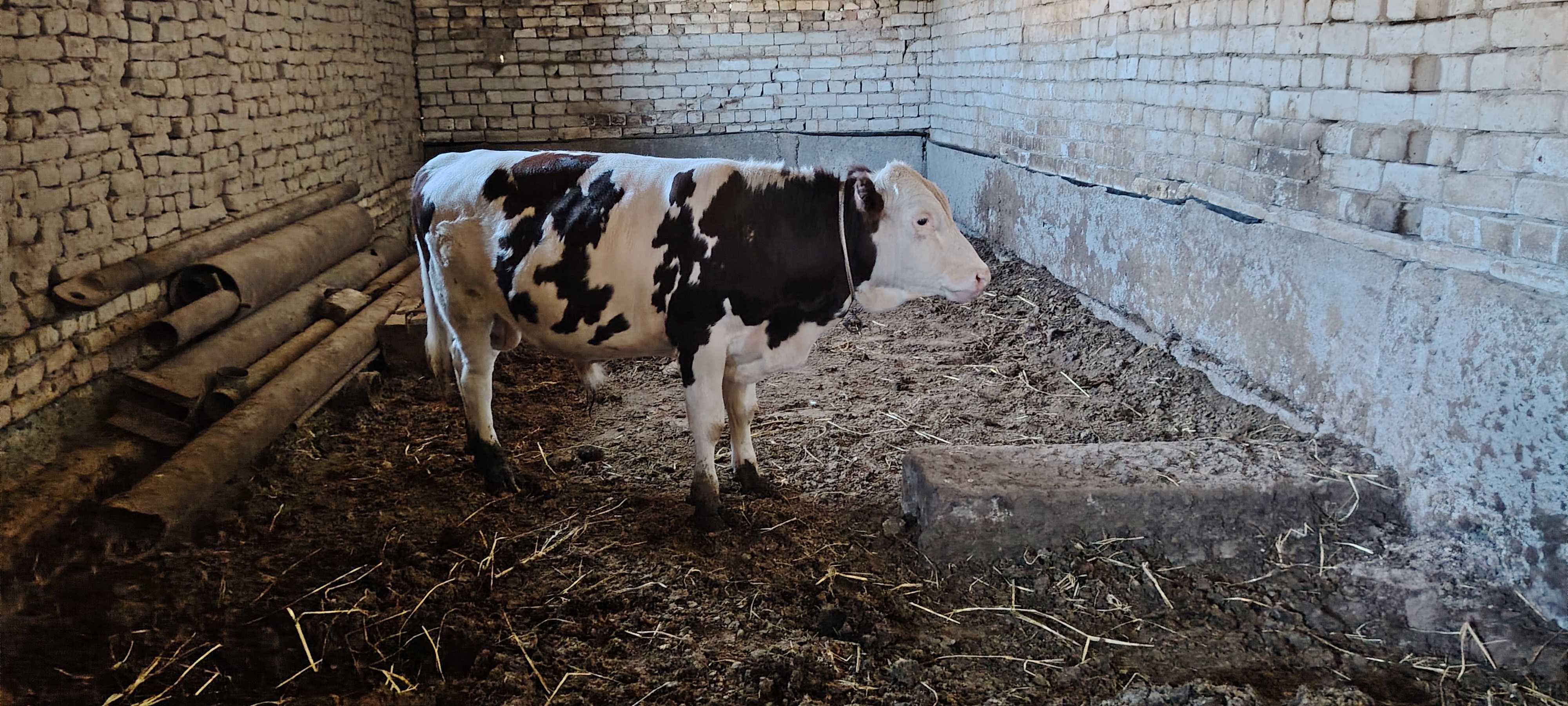 Simmental buzoq sotiladi Xorazm