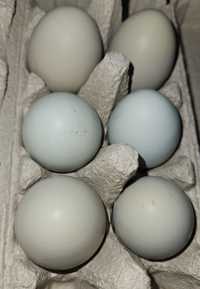 Ouă incubat (verzi)  găini țărănești