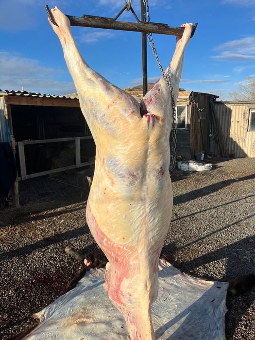 Согым заказ аламыз жабағы тай байтал жылқы сиыр