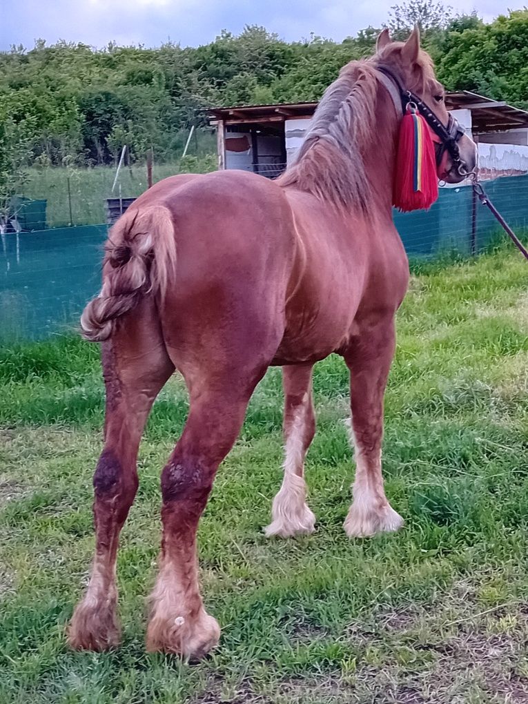 Vînd mînz de 2 ani cu acte în regulă tatăl mînzului  e în ultima poză