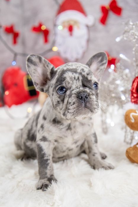 bulldog francez blue merle