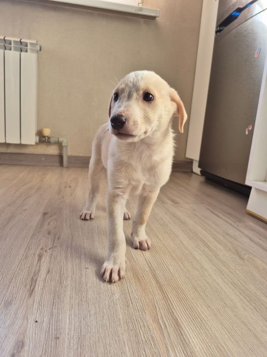 СРОЧНО отдам милого щеночка в добрые руки