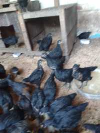 Продам черных цыплят