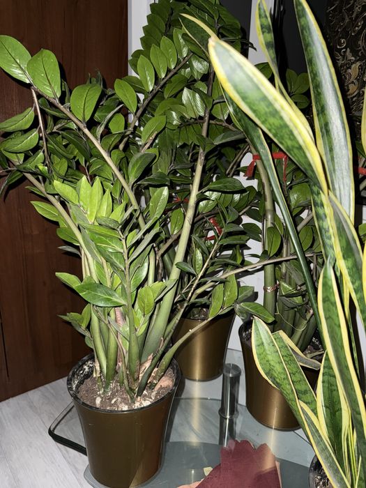 Цветы  сансеверия 1 шт  и замиокулькас 3 шт