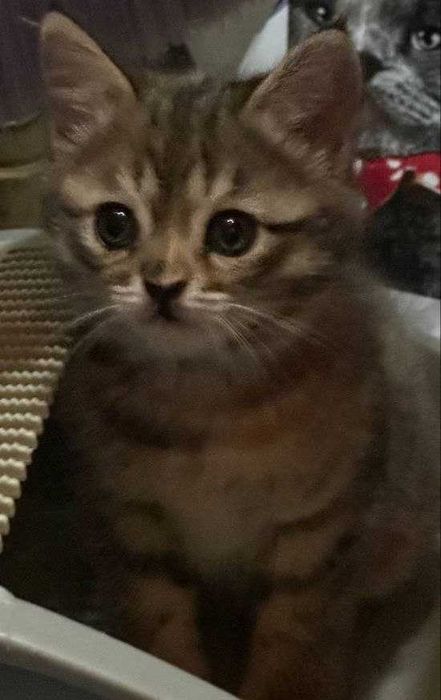 Отдам котят девочки