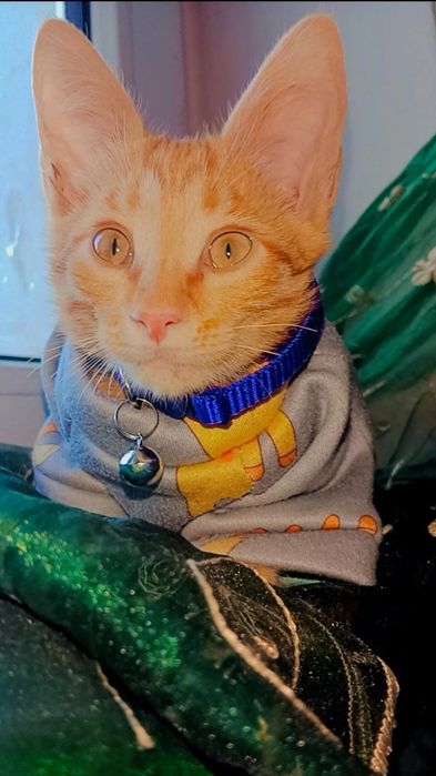 Рыжий котенок Персик