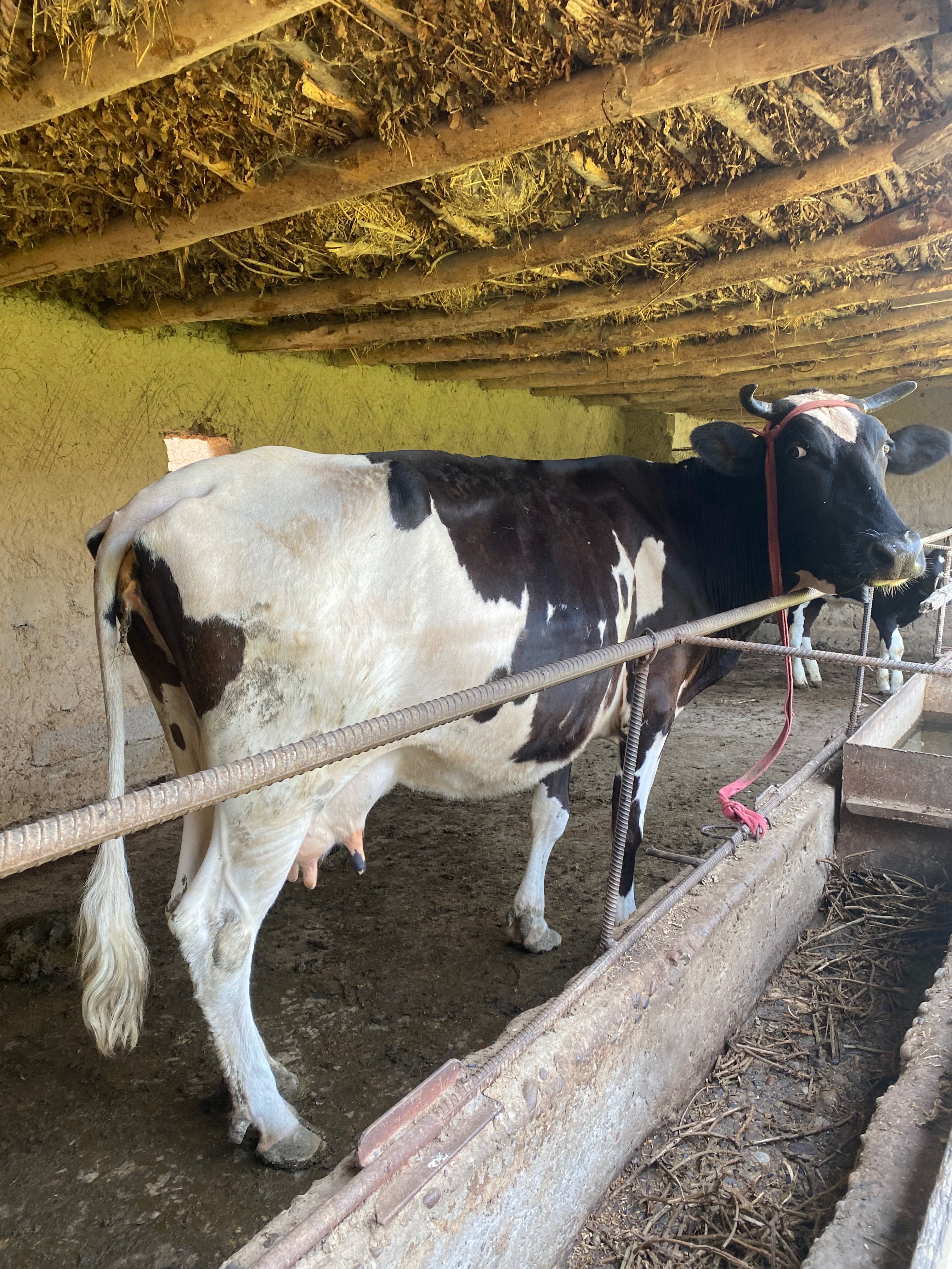 Sigir mol sog’in