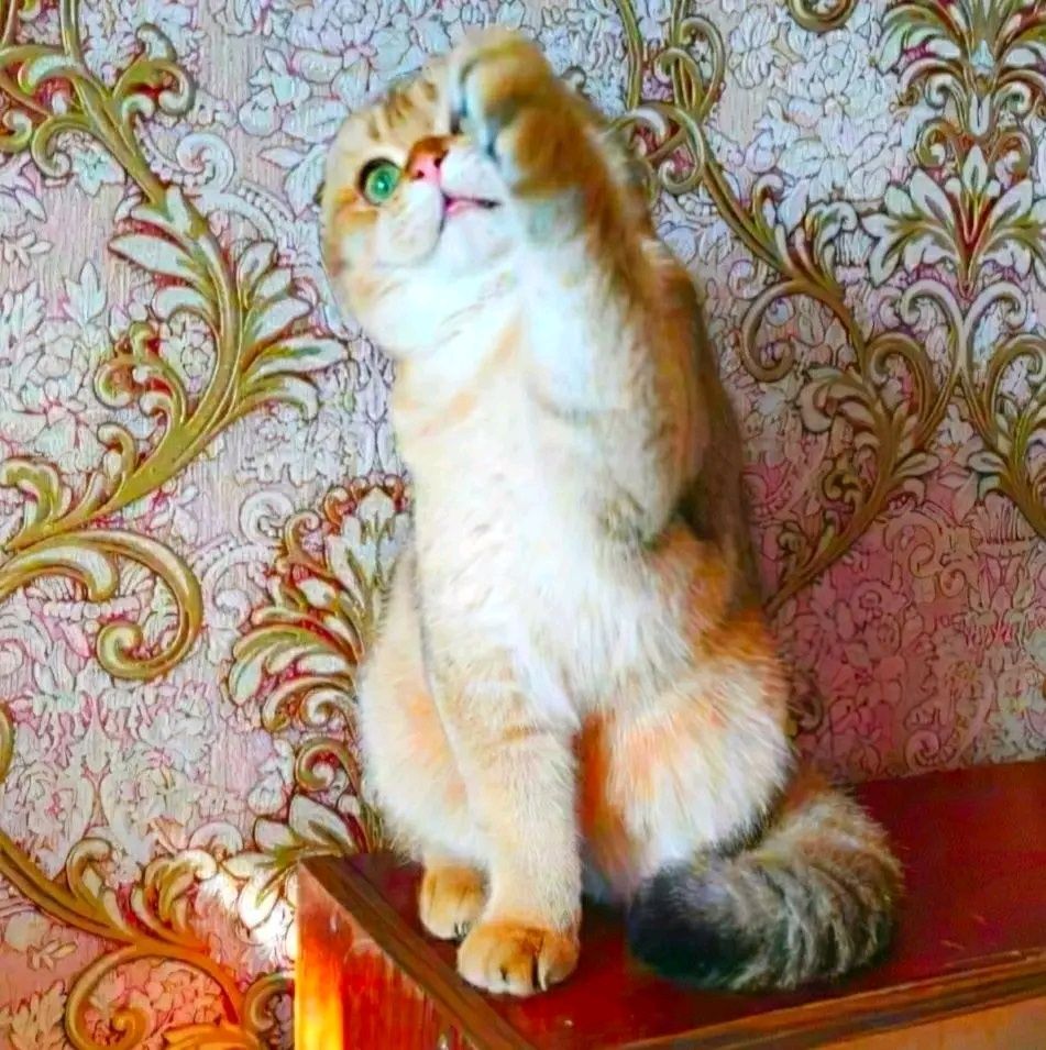Золотой шиншилла котята