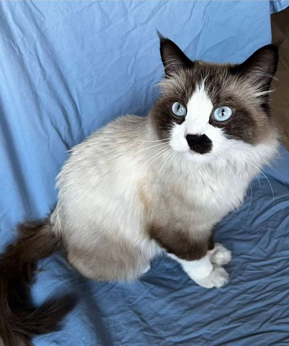 Принимаем животных в добрые руки