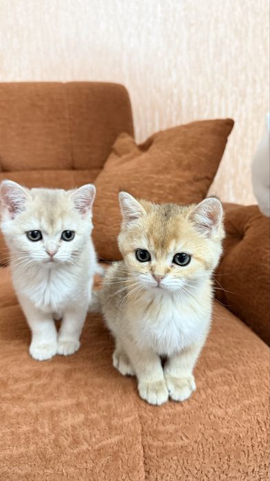 Британ мушукчалар сотилади