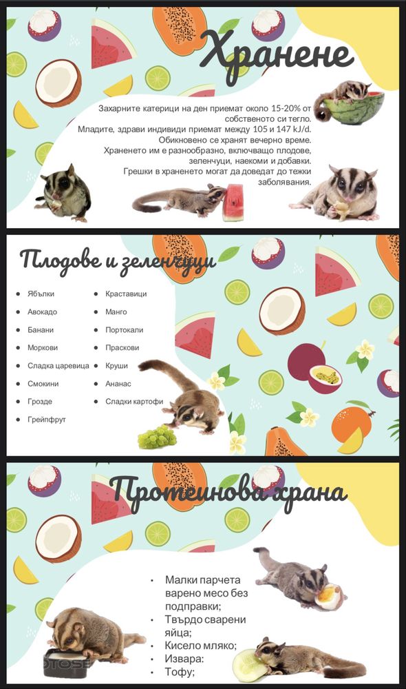 Захарна катеричка