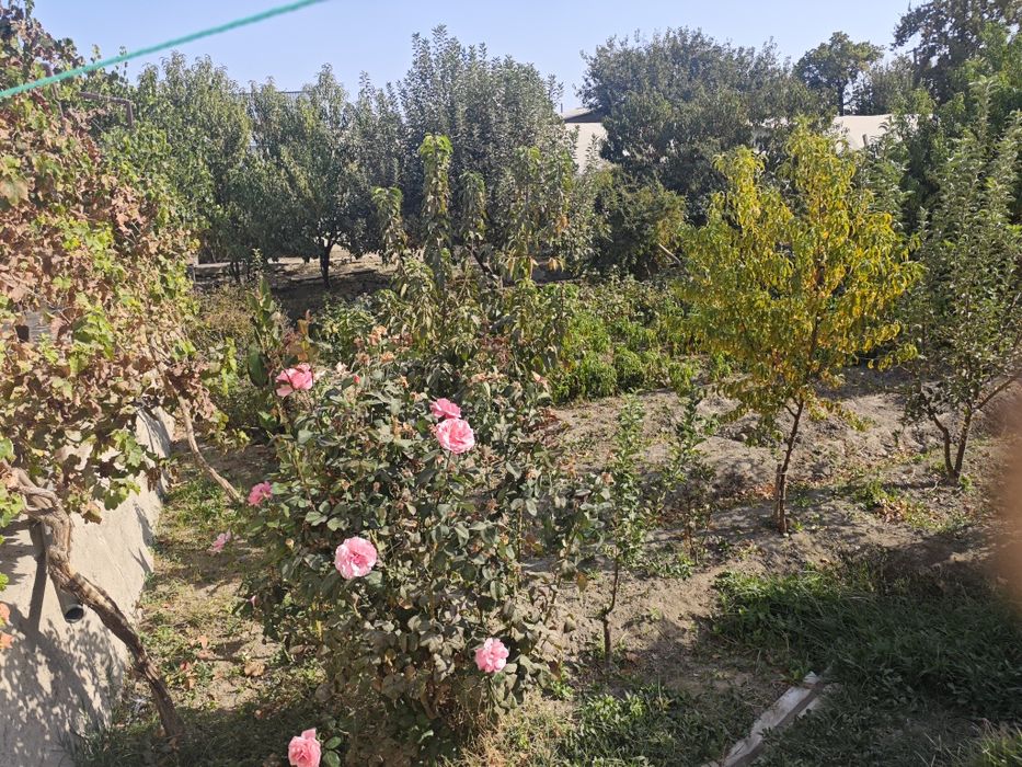 Дераза ëгочли сотилади