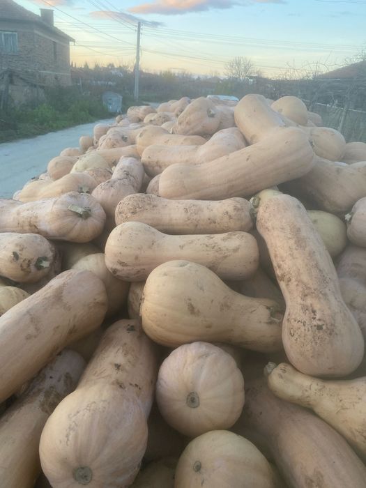 Тиква матилда 0.60