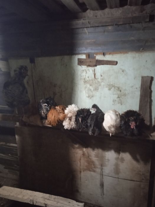 Куры разные порода