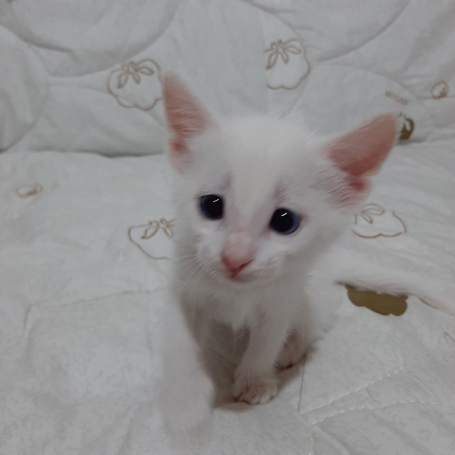 Марғау,мысық,котята