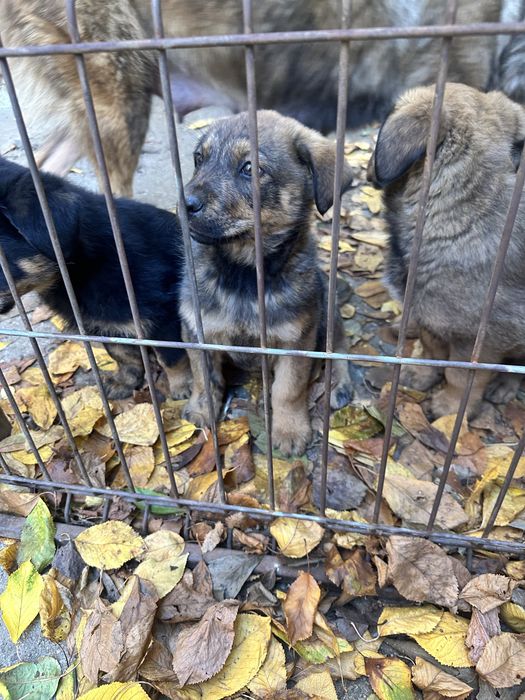 Donez catelusi 2 luni