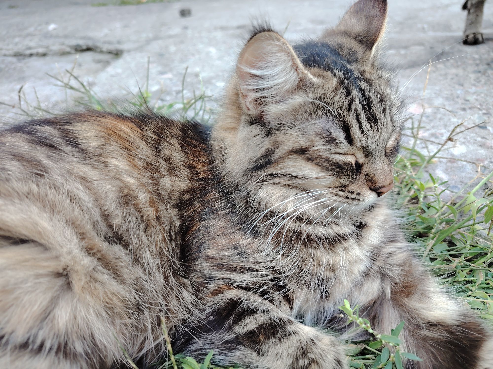 Кошка, 2 года девочка