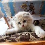 Скотиш фолд         .