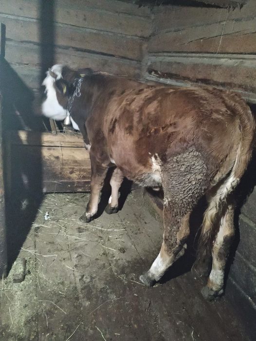 Vand vițea de bălțată