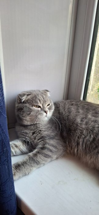 Продаётся шикарный котёнок шотландский вислоухий скоттиш фолд мальчик.