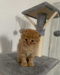 Disponibili puiuți Scottish fold longhair