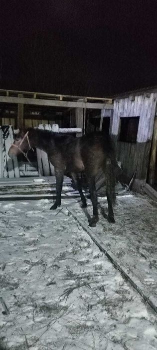 Продам лошадь с откорма