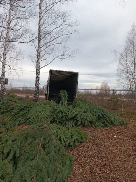 Сосна новогодняя